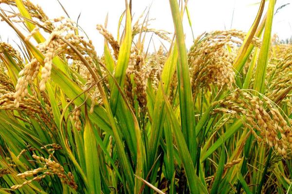 龙庆粳13水稻种子简介，该品种主茎12片叶