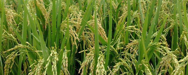 绥粳318水稻种子特点，普通粳稻品种