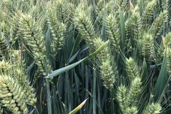 徐麦46小麦种子特点，每亩有效穗42.2万