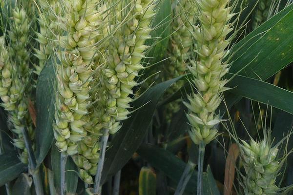 徐麦DH2小麦种子特征特性，推迟播种或中低产田适当增加