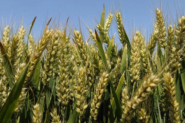 徐麦46小麦种子特点，每亩有效穗42.2万
