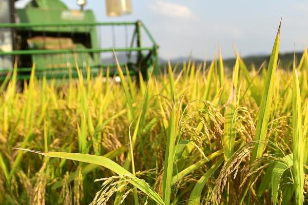 宁香粳9号水稻种简介，一般5月中旬播种