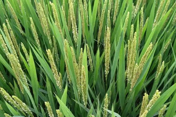 盐田育5号水稻品种简介，旱育秧每亩播量35~40公斤