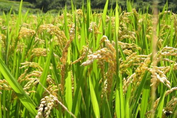 武香粳9127水稻种子简介，大田用种量每亩3~4公斤
