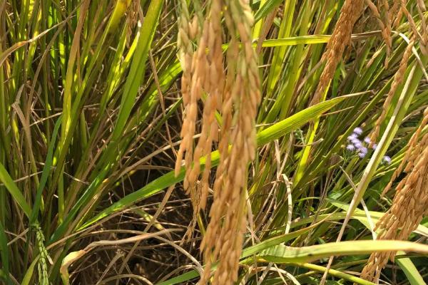 淮粳801水稻种子介绍，每亩用种量3~4公斤
