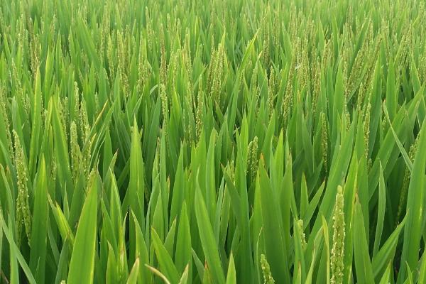 软玉中科水稻种子特点，每亩栽插2万穴