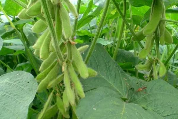 浙鲜87大豆种子介绍，该品种为有限结荚习性