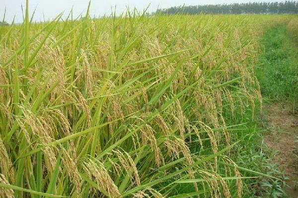 之两优68水稻种子特征特性，该品种植株较矮