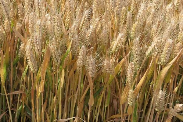 绿雨18小麦种简介，属半冬性品种