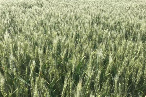 大地202小麦种子特征特性，属半冬性品种