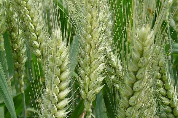荃麦838小麦种子特点，属半冬性品种