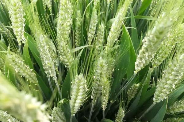 荃兴168小麦品种简介，为中筋品种