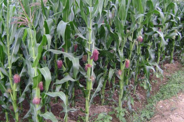 金糯1870玉米品种的特性，春播生育期88.9天