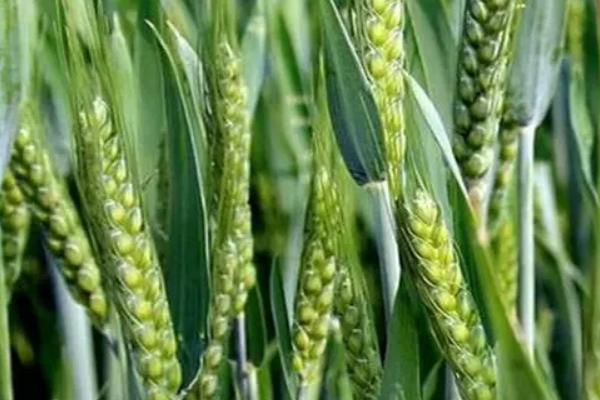 富瑞麦727小麦种子特征特性，每亩16－18万基本苗