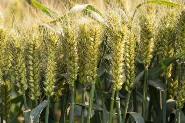 金穗95小麦种子简介，每亩16－18万基本苗