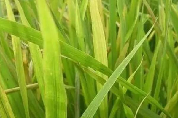 闽两优712水稻品种的特性，大田用种量每亩1.5公斤