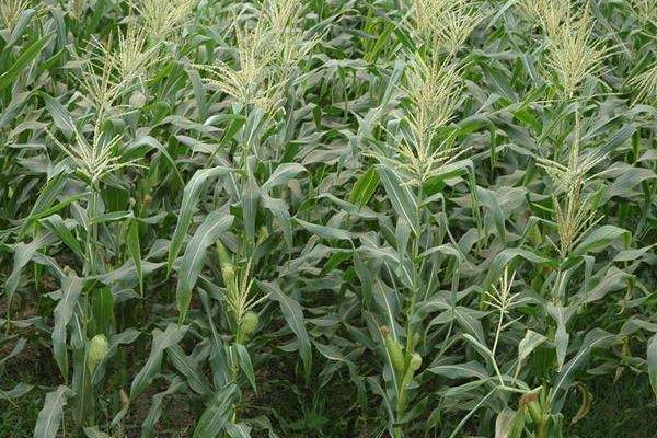 兰玉1912玉米品种的特性，适宜密度4500株/亩