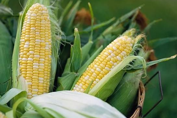 兰玉1912玉米品种的特性，适宜密度4500株/亩