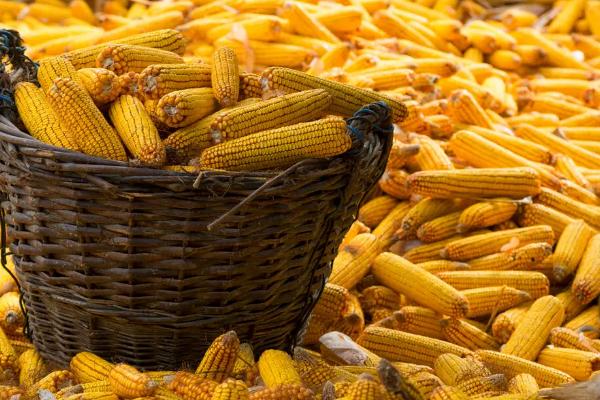 金苑玉109玉米品种的特性，适宜密度4500株/亩左右