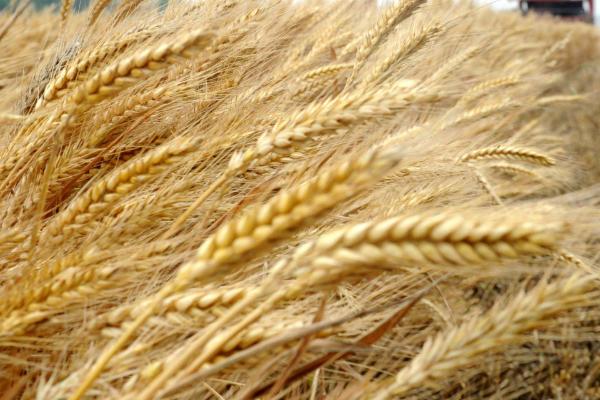 成麦829小麦种简介，每亩适宜基本苗18～22万