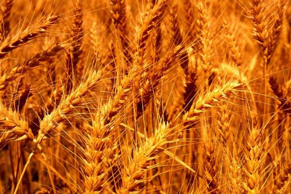 宛1393小麦种子特征特性，每亩适宜基本苗16～20万