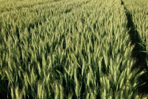 德利昌麦2号小麦种子特点，适宜播种期10月中下旬