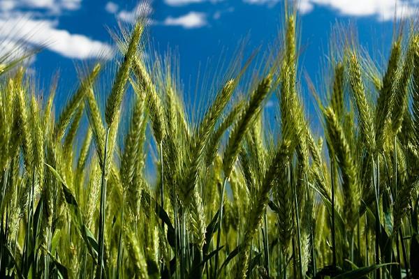 华冠181小麦品种的特性，半冬性品种