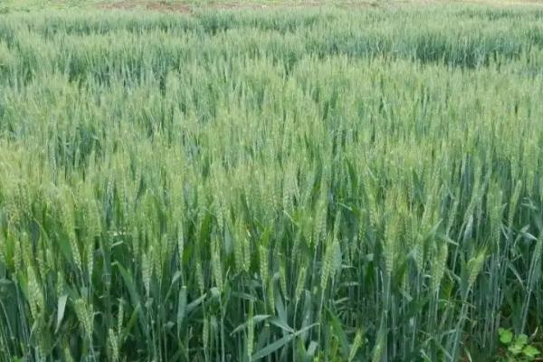 豫农609小麦种子简介，每亩适宜基本苗15～20万