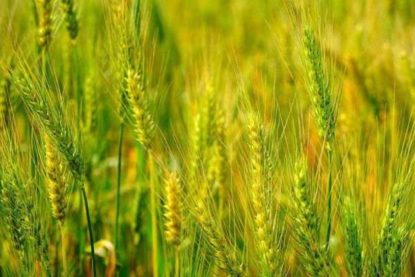 禾麦58小麦种子特点，每亩适宜基本苗18～22万