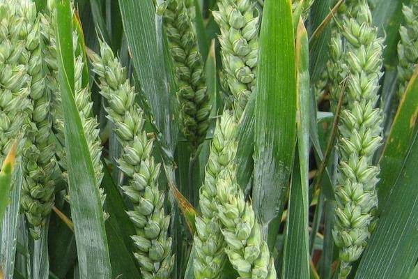 德利昌麦2号小麦种子特点，适宜播种期10月中下旬