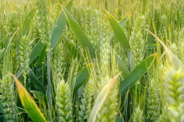 宛1393小麦种子特征特性，每亩适宜基本苗16～20万
