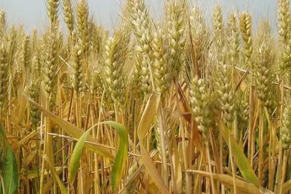 成麦829小麦种简介，每亩适宜基本苗18～22万