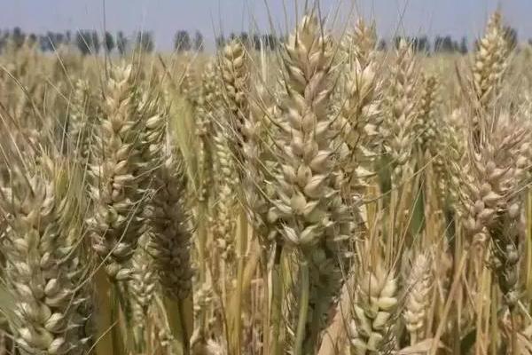 豫农914小麦种子简介，半冬性品种