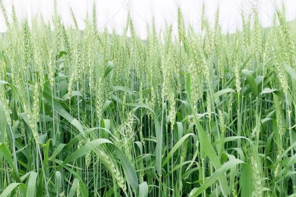 万麦壹号小麦种子特点，适宜播种期10月上中旬