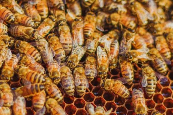 蜂群合并后会不会咬蜂王，蜂群并不互通、合并后可能会咬蜂王