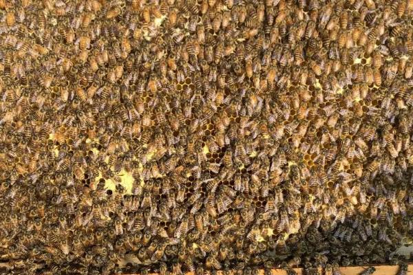 蜂群合并后会不会咬蜂王，蜂群并不互通、合并后可能会咬蜂王