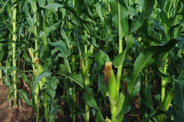 腾龙3405玉米品种简介，防治病虫害