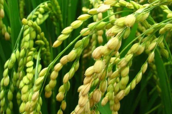 E两优603水稻种简介，5月下旬至6月初播种