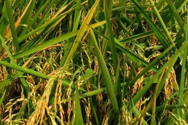 两优2056水稻种子介绍，中抗纹枯病