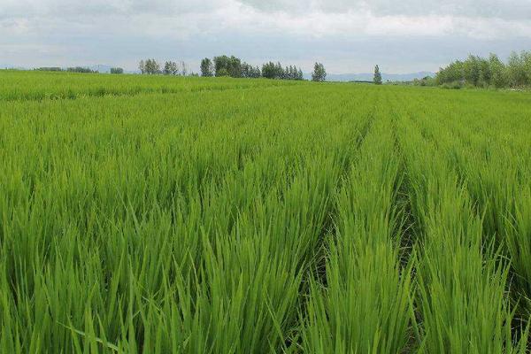 益9优晚占水稻种简介，播种前用咪鲜胺浸种