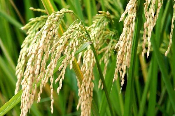 红糯优3号水稻品种的特性，属中熟偏迟中籼糯品种
