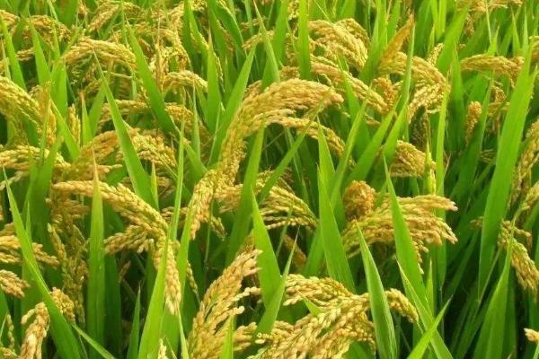 青香优美占水稻种子特征特性，晚造全生育期106～108天