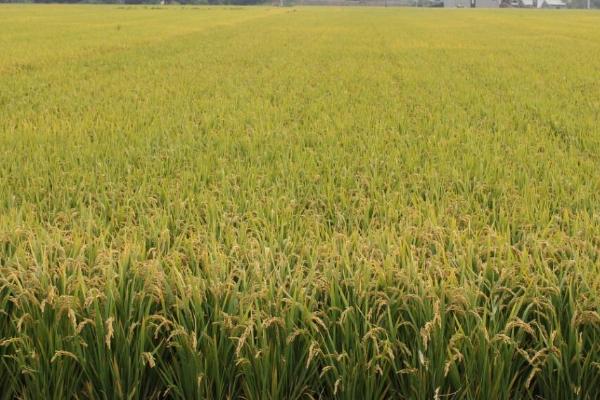 五乡优1002水稻种简介，注意防治稻瘟病和白叶枯病