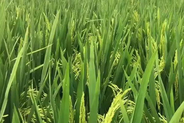 襄中稻3号水稻种子简介，播种前宜用咪鲜胺浸种