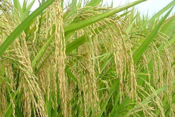 襄中稻3号水稻种子简介，播种前宜用咪鲜胺浸种
