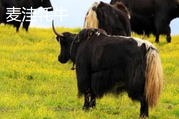 耗牛有哪些品种，包括白牦牛、九龙牦牛、高山牦牛等种类
