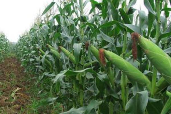 田润092玉米种子特征特性，播种