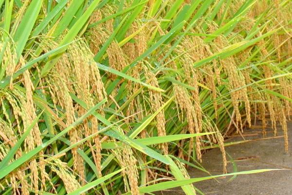 信两优127水稻种子特点，注意防治白叶枯病