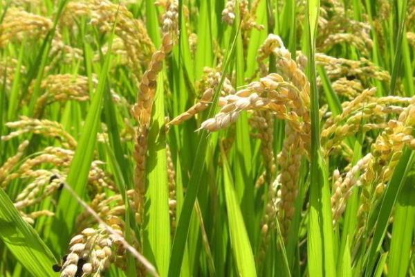 广8优源美丝苗水稻品种简介，注意防治白叶枯病