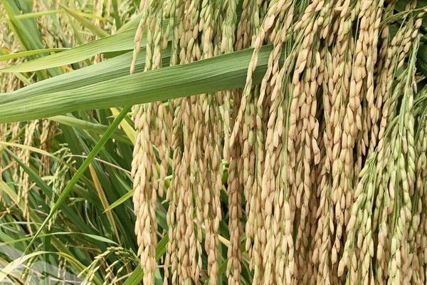 广源占151号水稻种子介绍，早造全生育期124～129天